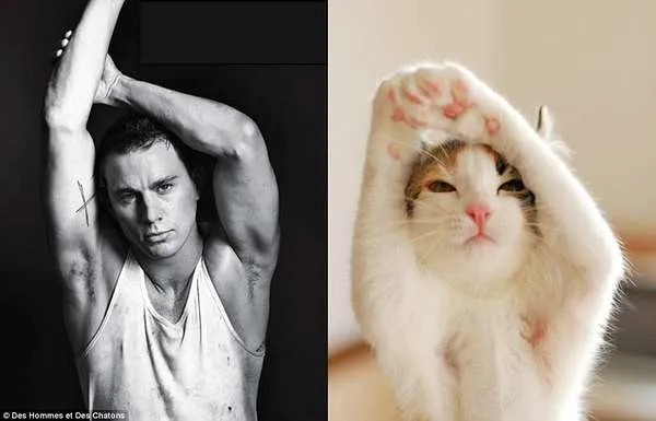 Los hombres más guapos del mundo imitados por gatos