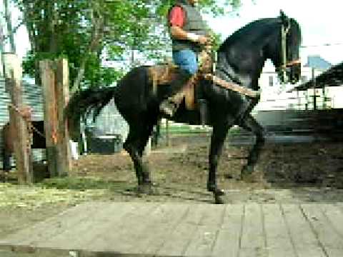 Home Search Results For Caballos Bailadores De La Yeguada Herrera ...