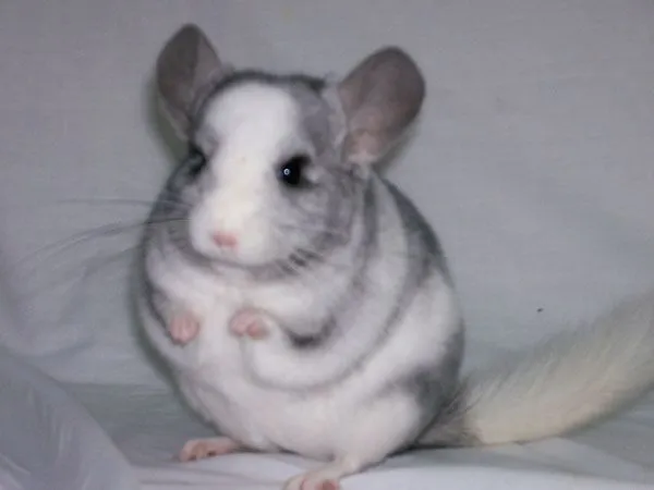 homebred chinchilla baby FOR SALE ADOPTION from Kuala Lumpur ...