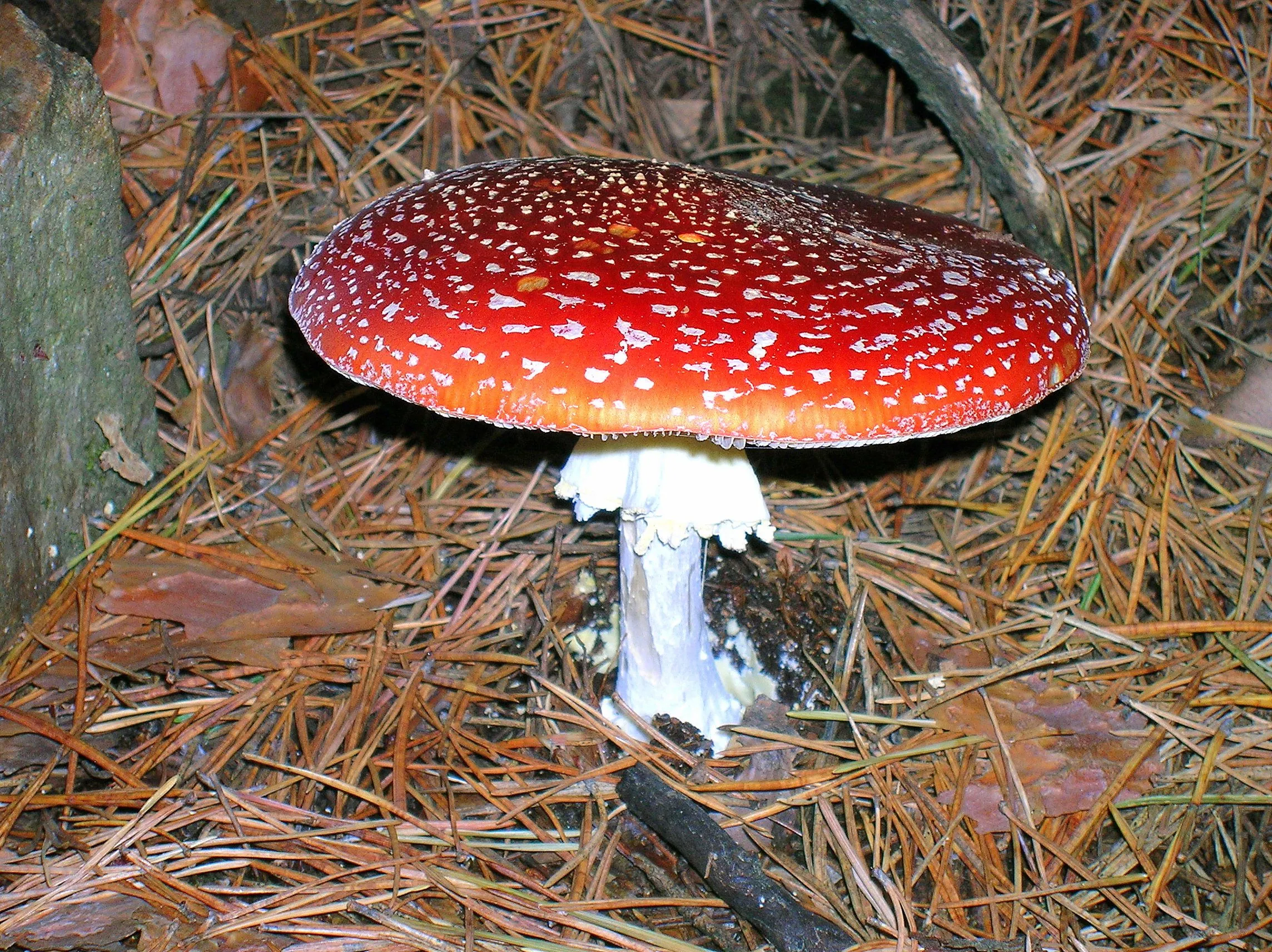 Hongos « Aula de Ciencias Naturales