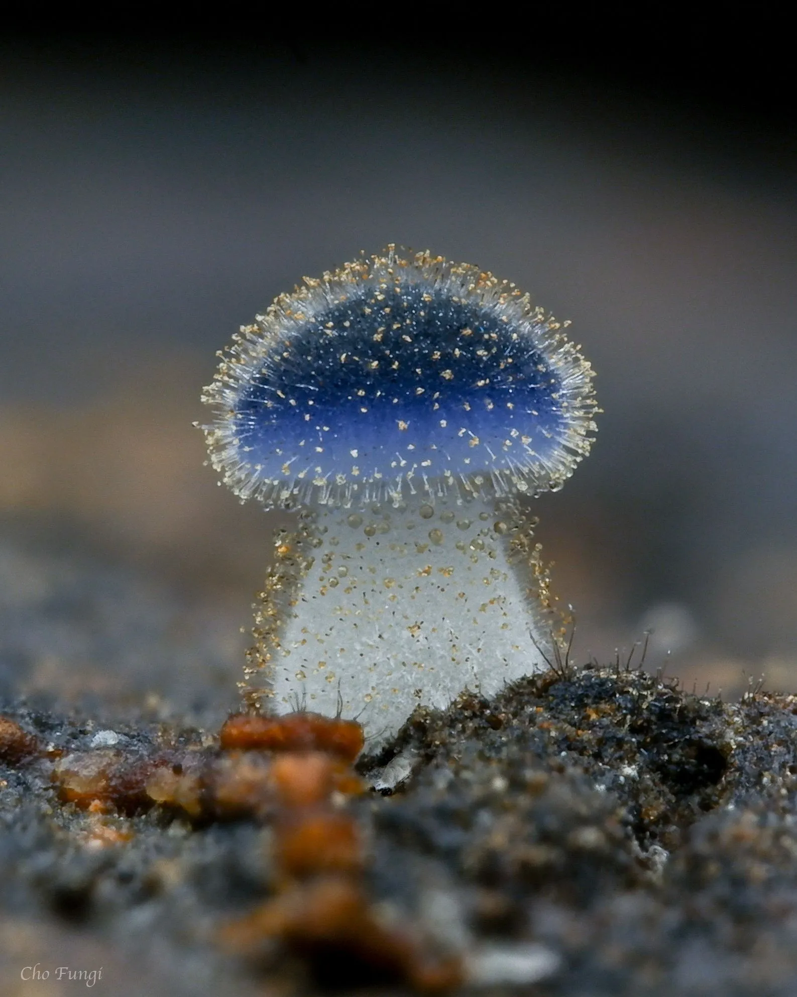 Hongos (Reino Fungi) · NaturaLista Mexico