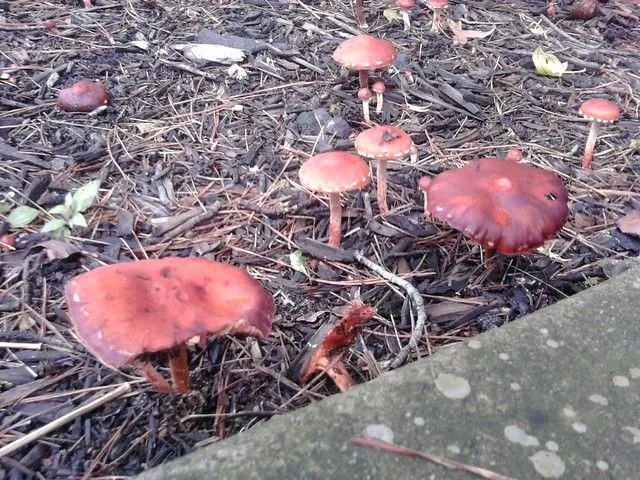 Hongos rojos afuera del igef | Flickr - Photo Sharing!