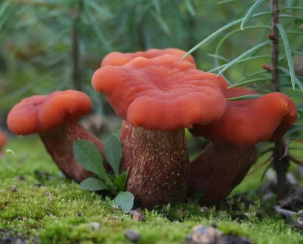 Hongos del Suelo (Ascomicetos y Basidiomicetos), su Biodiversidad ...