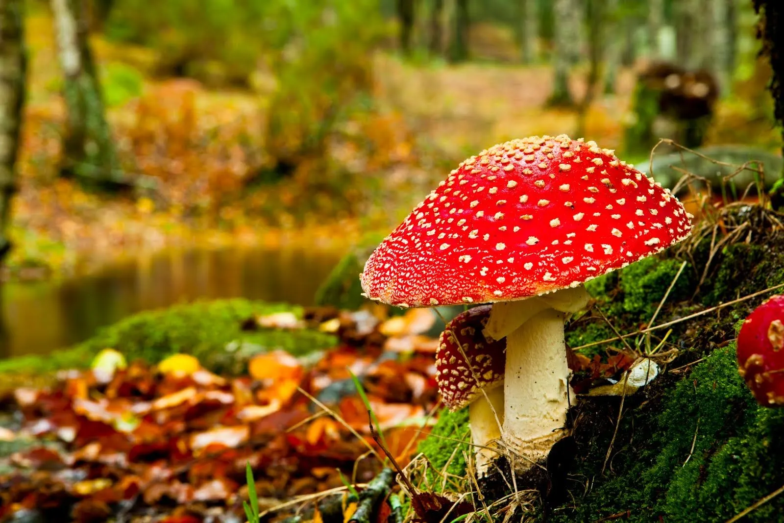 Hongos venenosos del bosque - Amanita poisonous mushroom | Banco ...