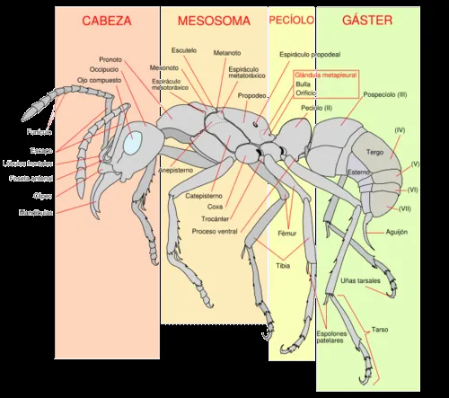 Hormiga | Wikifaunia, tu enciclopedia de animales