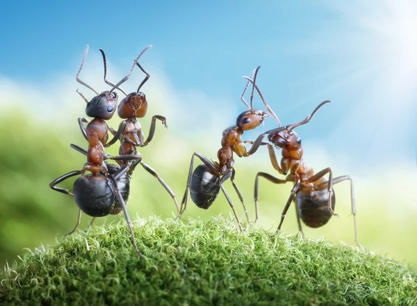 hormigas bailando bajo el sol — Foto stock © antrey #8700580