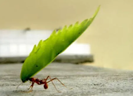 Hormigas y cigarras | Ni libre ni ocupado