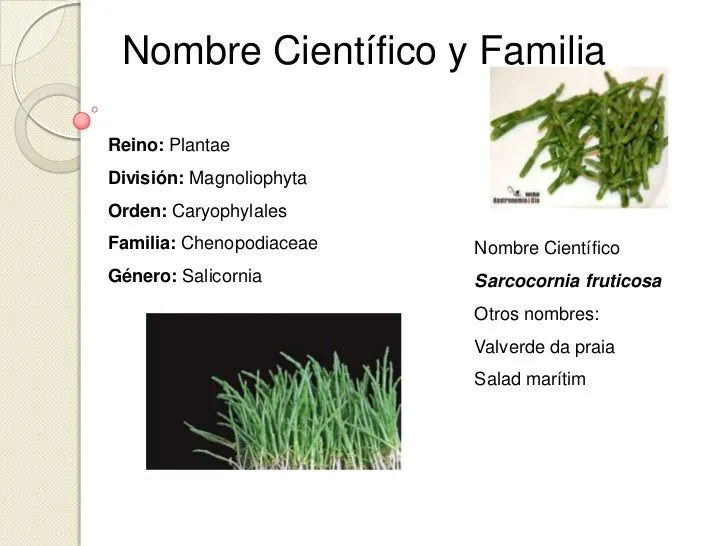 Hortalizas verduras