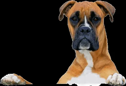 Perro png - Imagui