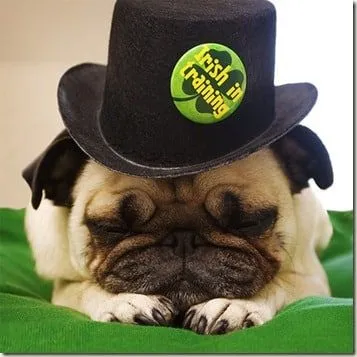 How adorable is this Irish pug?!?