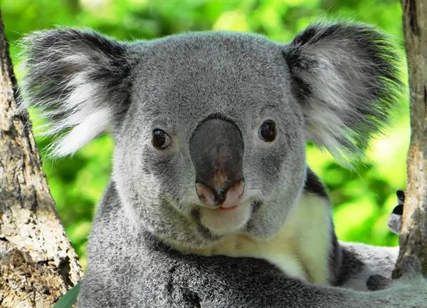 How long does Koalas live? Age of the Koala