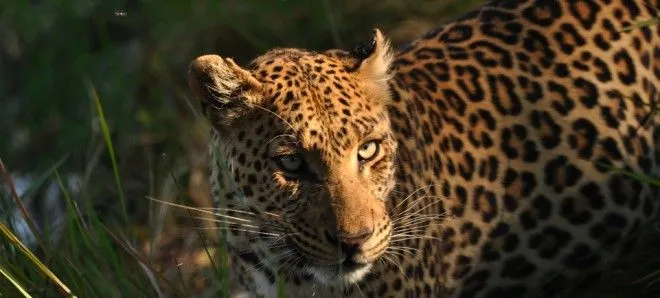 How the Leopard Got His Spots | Science Blogs | WIRED