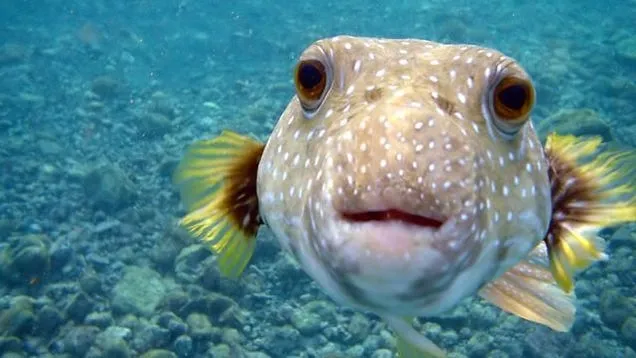 How the puffer fish gets you high, zombifies you, and kills you