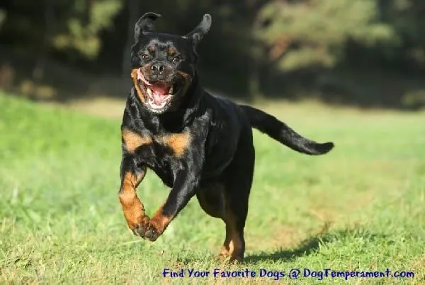 How to Bring Out the Best Rottweiler Temperament