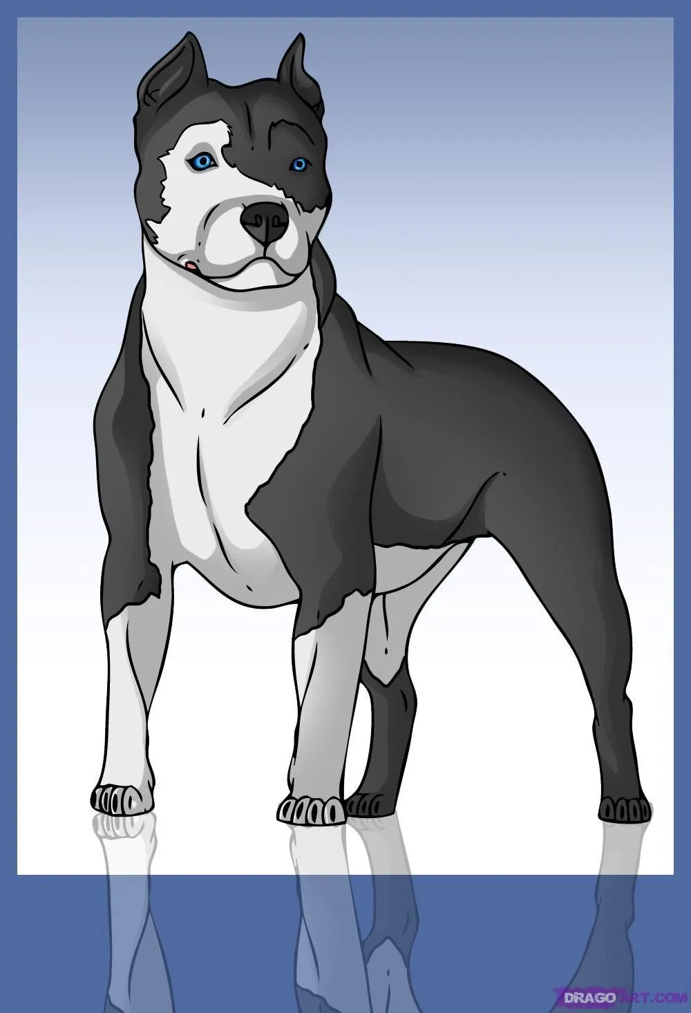 how to draw an american pitbull terrier | bases | Tatuajes ...