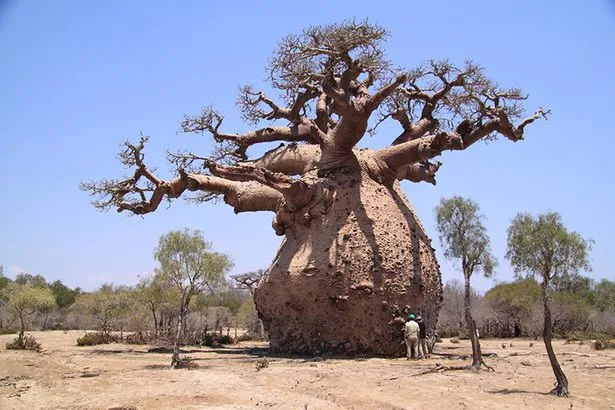 HOW TO GROW THE BAOBAB TREE FROM SEED |The Garden of Eaden