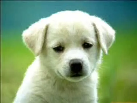 Descargar imágenes de perritos bonitos - Imagui