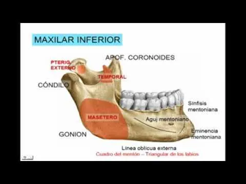 All comments on CARA 3 - MAXILAR INFERIOR Diagnostico X - YouTube