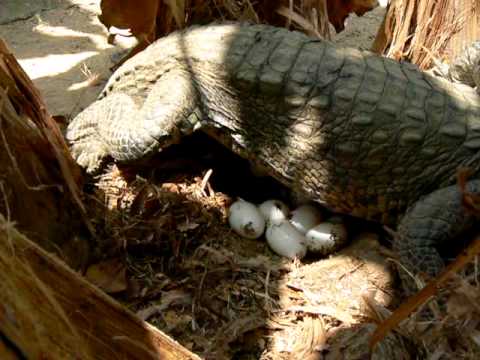 Cocodrilo huevos - Imagui