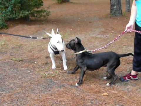 Bull terrier inglés vs pitbull - Imagui