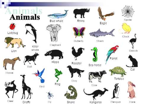 Animals english - Imagui