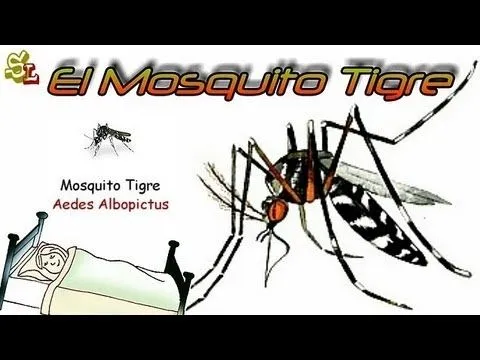 Los Mosquitos Tigre - Trampas para Mosquitos - Cómo Evitar las ...