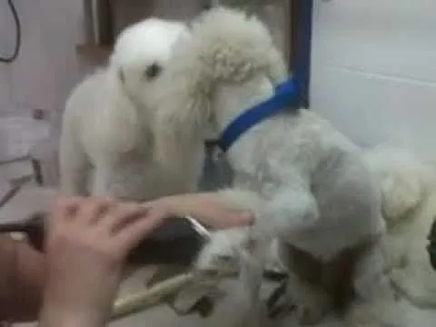 Peluquería profesional de raza caniche - La esquina de las ...