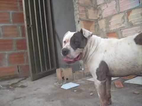 http://pitbullcolombia.blogspot.com Criadero Kattam Pit Bull - YouTube