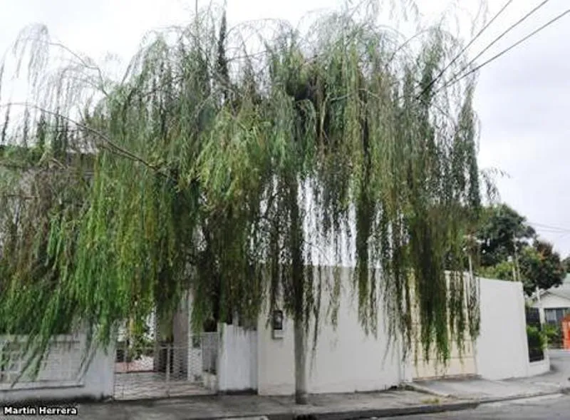 Huagra Ñaupa: Árboles de antaño que cedieron su espacio para la ...