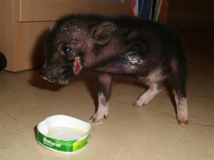 La huella roja: ADOPTADAAAAAAAAAA¡¡¡¡ PANCHITA ¡¡¡ CERDITO ...