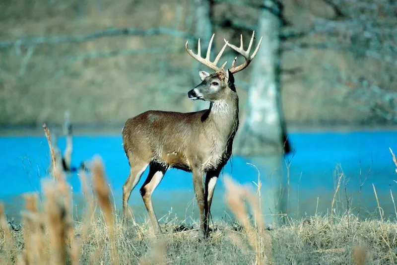 Huemul Chileno | Chilenos en USA