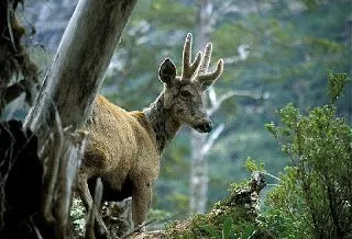 El Huemul: El Huemul Patagónico