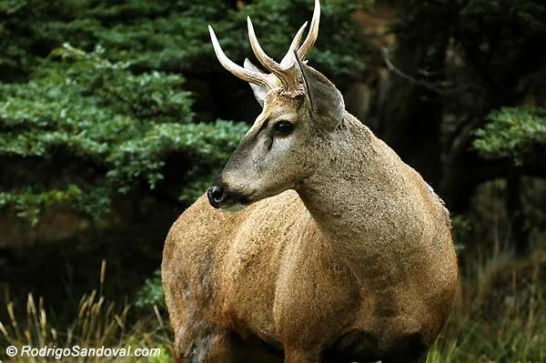 Huemul | Workshop de Pesca con Mosca y Fotografía