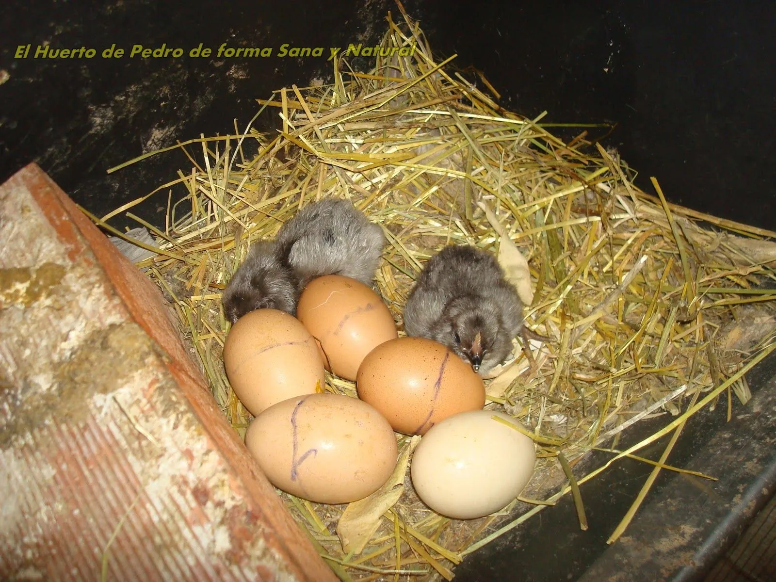 El Huerto de Pedro de forma Sana y Natural.: diciembre 2012