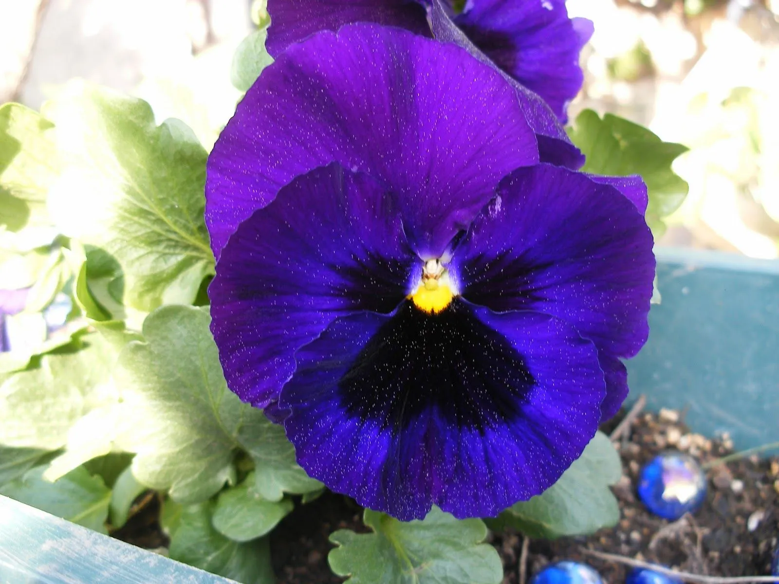 El huerto de Ramón: Flores de plantas ornamentales