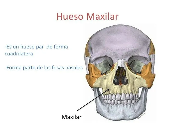 Hueso maxilar