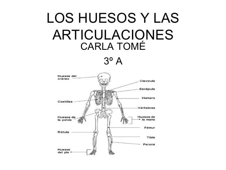 Los huesos y las articulaciones
