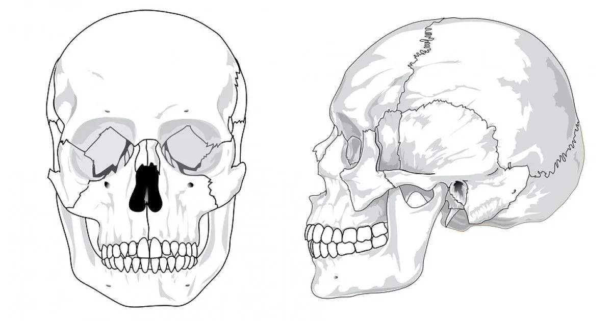 Huesos de la cabeza (cráneo): ¿cuantos hay y como se llaman?