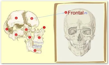 Huesos de la cabeza para niños - Imagui
