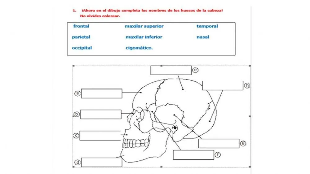 Huesos de la cabeza worksheet | Live Worksheets