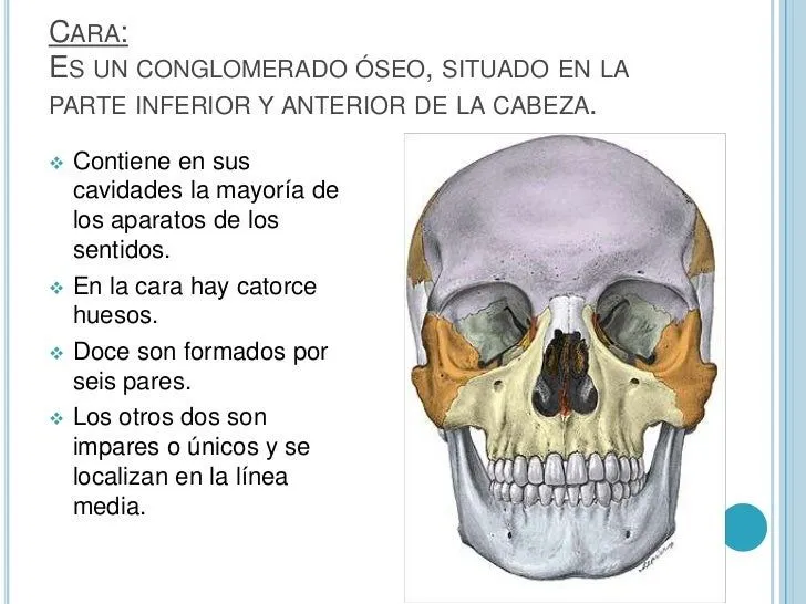 Huesos de la cara