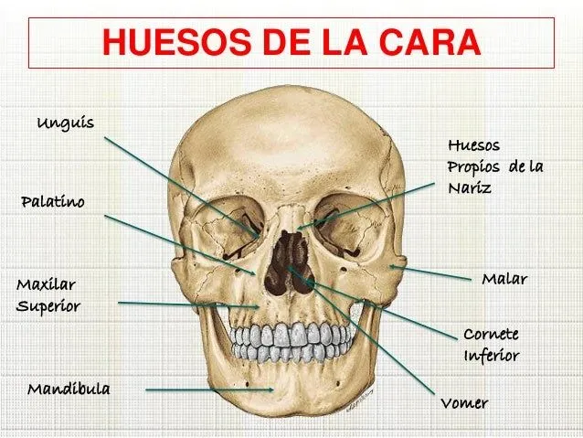 Huesos de la cara