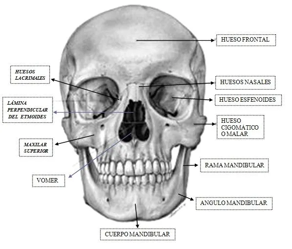 HUESOS DE LA CARA - Enciclopedia de Tareas