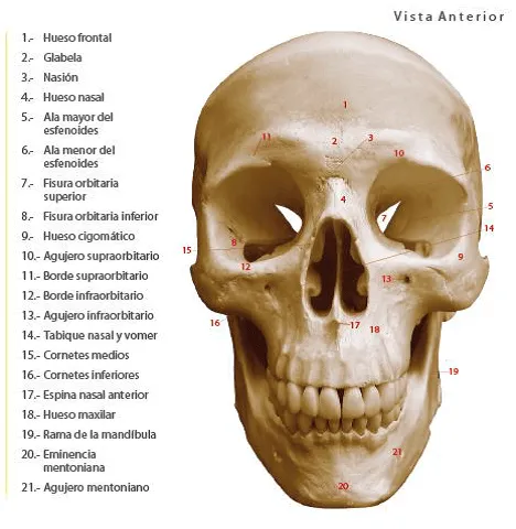 Huesos de la cara - Imagui