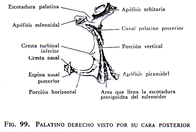 Huesos de la cara (página 2) - Monografias.