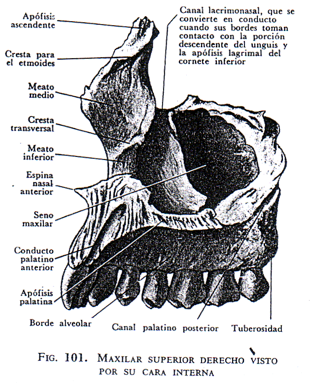 Huesos de la cara (página 2) - Monografias.com