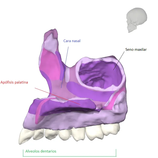 Huesos que componen la Cavidad Oral: HUESO MAXILAR