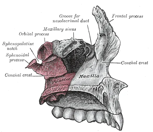 Huesos que componen la Cavidad Oral: HUESO MAXILAR