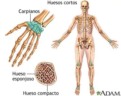 Huesos cortos: MedlinePlus enciclopedia médica illustración