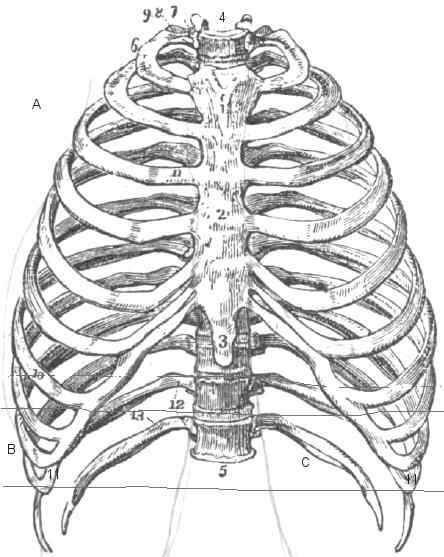Huesos de las costillas y esternón ( Dibujo y partes)